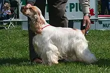 Orange and white Cocker Spaniel