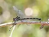 Female at Tully Gorge, Queensland