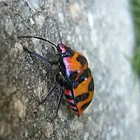 Eucorysses grandis from Japan, crawling up on a wall.