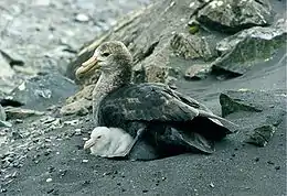 Southern giant-petrel