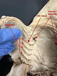 Image 7A ventral dissection of a pregnant female dogshark exposing its internal gill slits and internal spiracles. (from Shark anatomy)