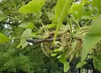 Ginkgo pollen-bearing cones