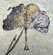 A 70 mm-wide Ginkgo biloba leaf. Klondike Mountain Formation, Republic, Ferry County, Washington, USA, Eocene, Ypresian, 49 million years old