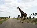 A bird (look carefully) riding a Giraffe in Kruger National Park.