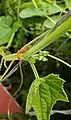 Extrafloral nectar glands in Luffa acutangula and Oecophylla smaragdina ants