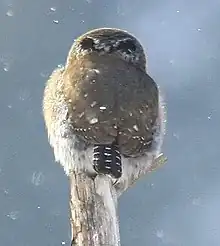 Pygmy owl (Glaucidium californicum) with eyespots behind head