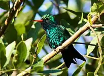 Glittering-bellied emerald