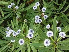 Globularia salicina (Jardín Botánico Canario Viera y Clavijo)