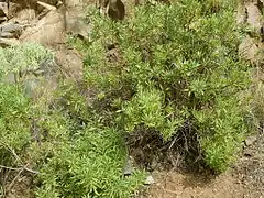 Globularia salicina (Puntallana)