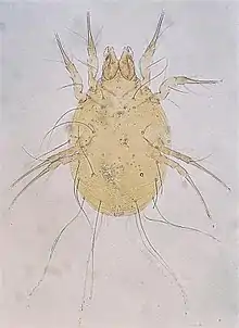 Glycyphagus grain mite, cause of allergy