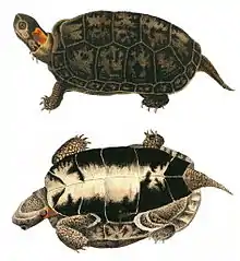 Two drawings of a bog turtle that show both the top (carapace) and bottom (plastron). It is brown and black except for a bright yellow or orange spot on the side of its neck