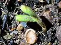 White beech germinating in the first week of September. Note the discarded oval part of the capsule, pushed out by the shoot. Coorabakh National Park