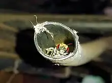 Image of the Golden-browed Resin Bee (Megachile aurifrons), creating a nesting cell in discarded plastic irrigation hose pipe.