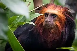 Golden-headed lion tamarin