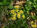 Senecio aureus Golden Ragwort