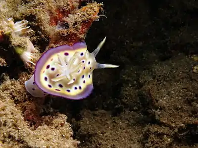 Goniobranchus kuniei at Bima bay (Sumbawa, Indonesia)