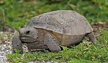 gopher tortoise eye-level view