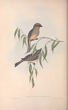 Gilbert’s Pachycephala in The birds of Australia (1840) by John Gould