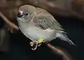 A juvenile at Cincinnati Zoo