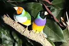 White-breasted yellow-headed Gouldian finch (left) and black-headed male Gouldian finches