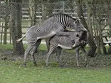 A pair of Grévy's zebras mating