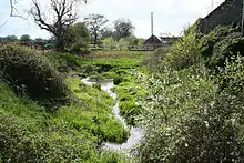 Stream running through channel overgrown with vegetation.