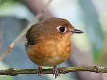 Rusty-breasted antpitta