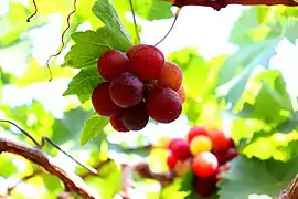 Grapes in the La Union, Philippines