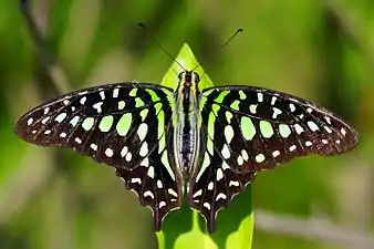 Tailed jay(Graphium agamemnon)