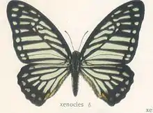 Great zebra(Graphium xenocles)