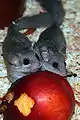 Graphiurus sp. (probably murinus) – two adults eating a nectarine