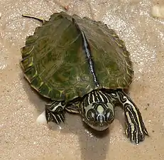 Escambia map turtle (Graptemys ernsti)