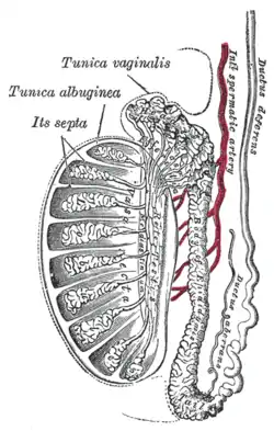 Vertical section of the testis, to show the arrangement of the ducts