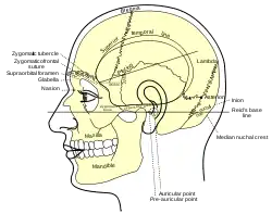 Side view of head, showing surface relations of bones.