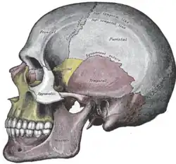 Side view of the skull.