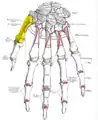 Dorsal view of the left hand (first metacarpal shown in yellow).