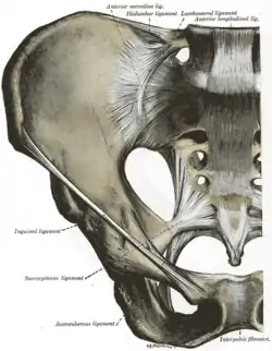 Anterior Sacroiliac joint