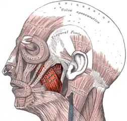 Left masseter muscle (red highlight)