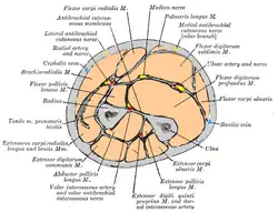 Cross-section through the middle of the forearm.