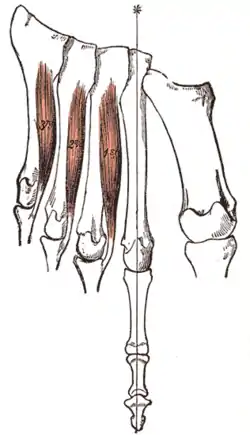 Plantar interossei