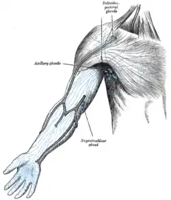 The superficial lymph glands and lymphatic vessels of the upper extremity.