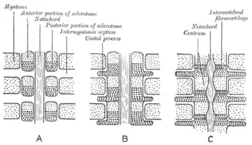 Development of vertebrae