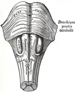 Anteroinferior view of the medulla oblongata and pons.