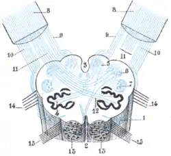 Diagram showing the course of the arcuate fibers.