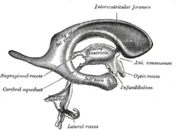 Drawing of a cast of the ventricular cavities, viewed from the side.