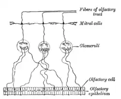 Plan of olfactory neurons.