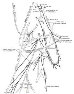 Plan of the cervical plexus.