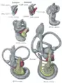 Median views of membranous labyrinth and acoustic complex in human embryos. X 25 dia.