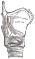 Side view of the larynx, showing muscular attachments.