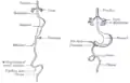 Front view of two successive stages in the development of the digestive tube.